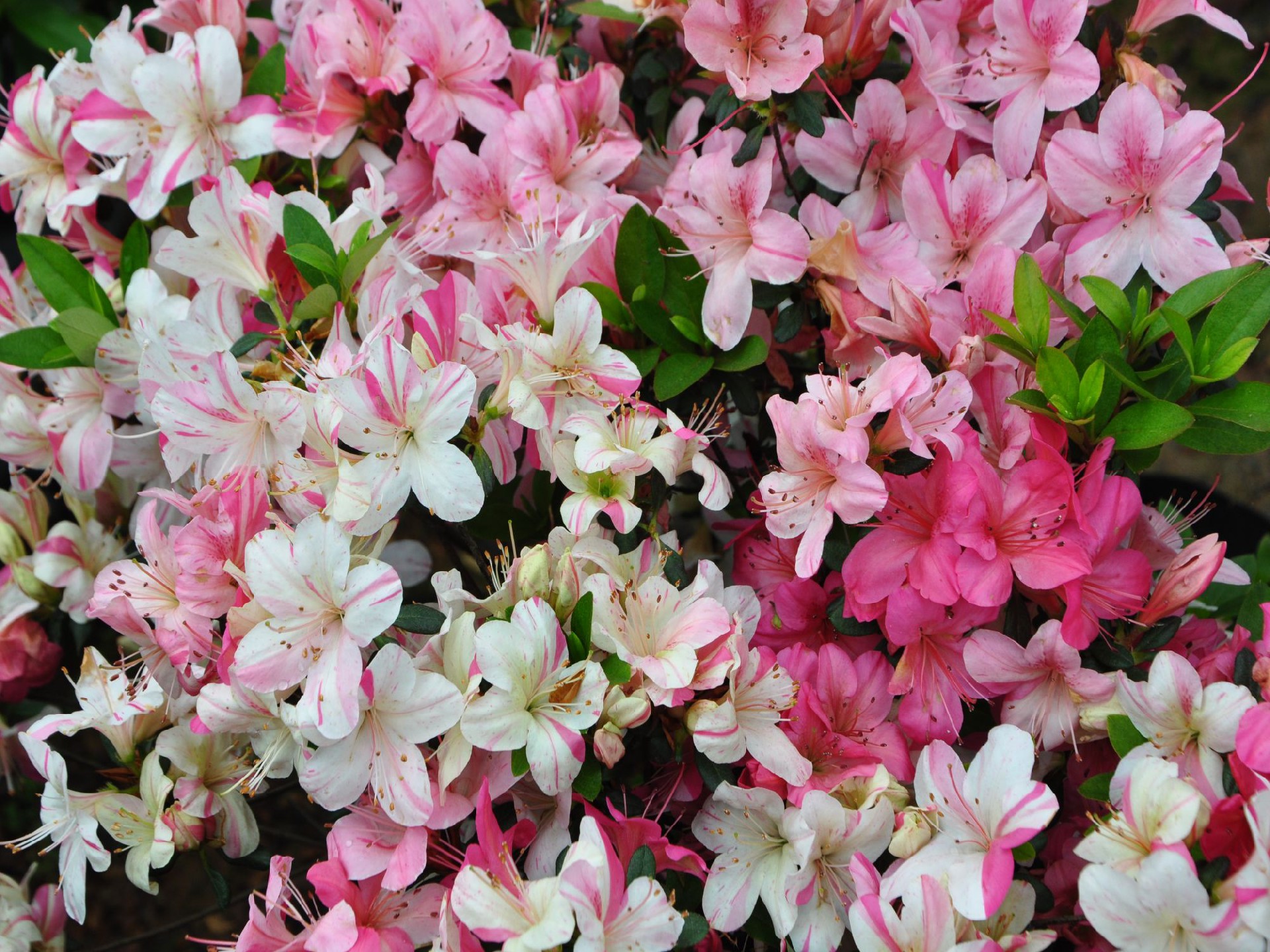 1672842465332556.jpg 47早春五彩.jpg