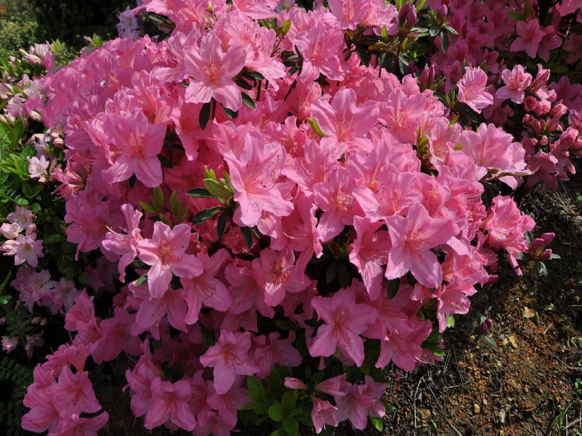 1672842585427816.jpg 142希望.jpg